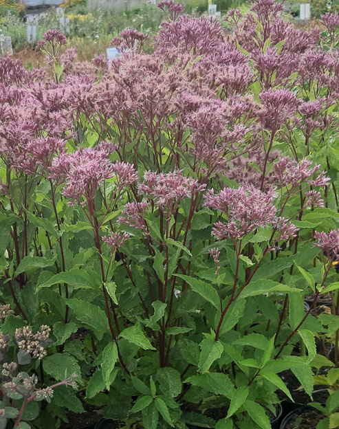 Eupatorium fistulosum `Purple Bush`